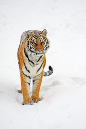 тигр и снег