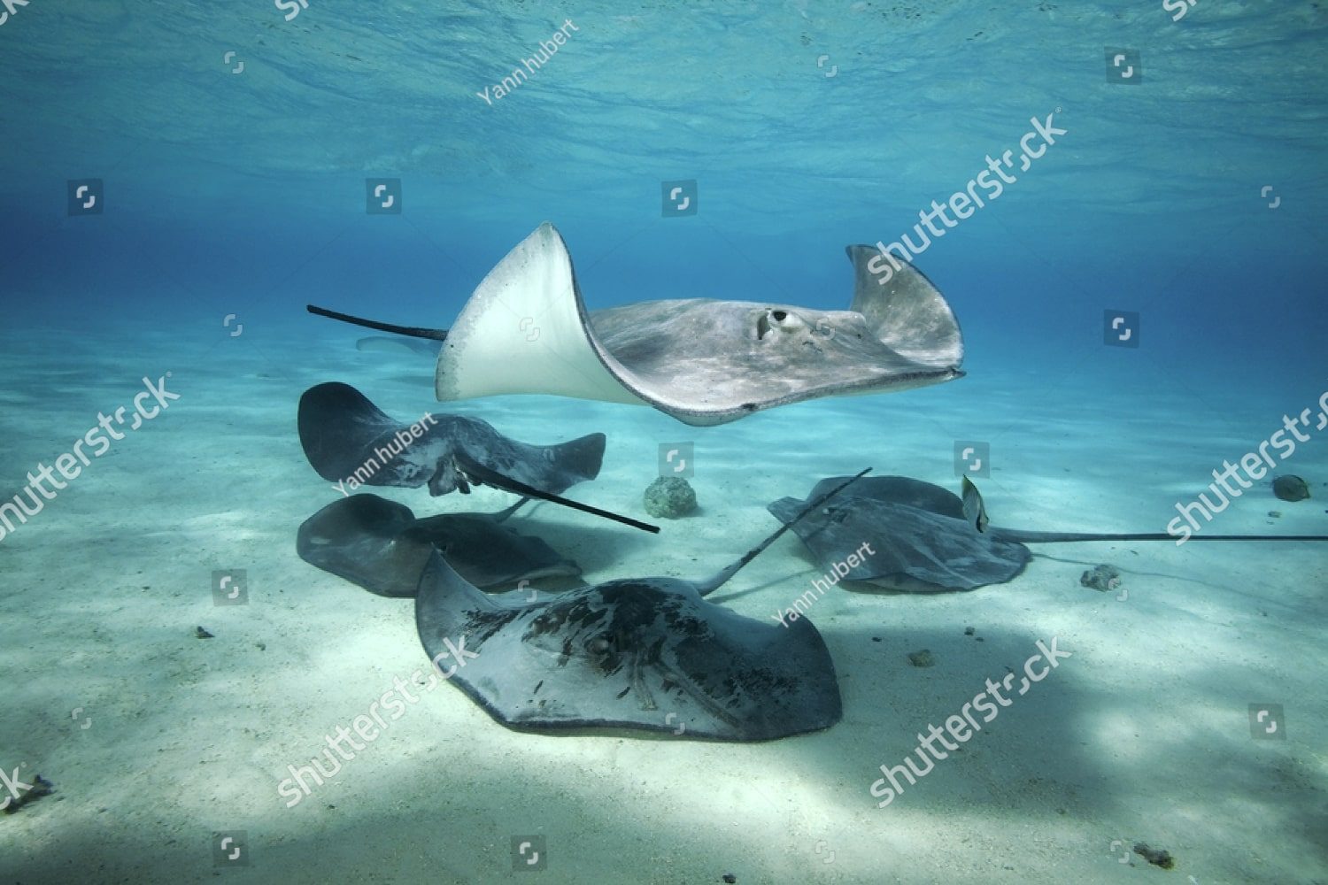 Морские скаты