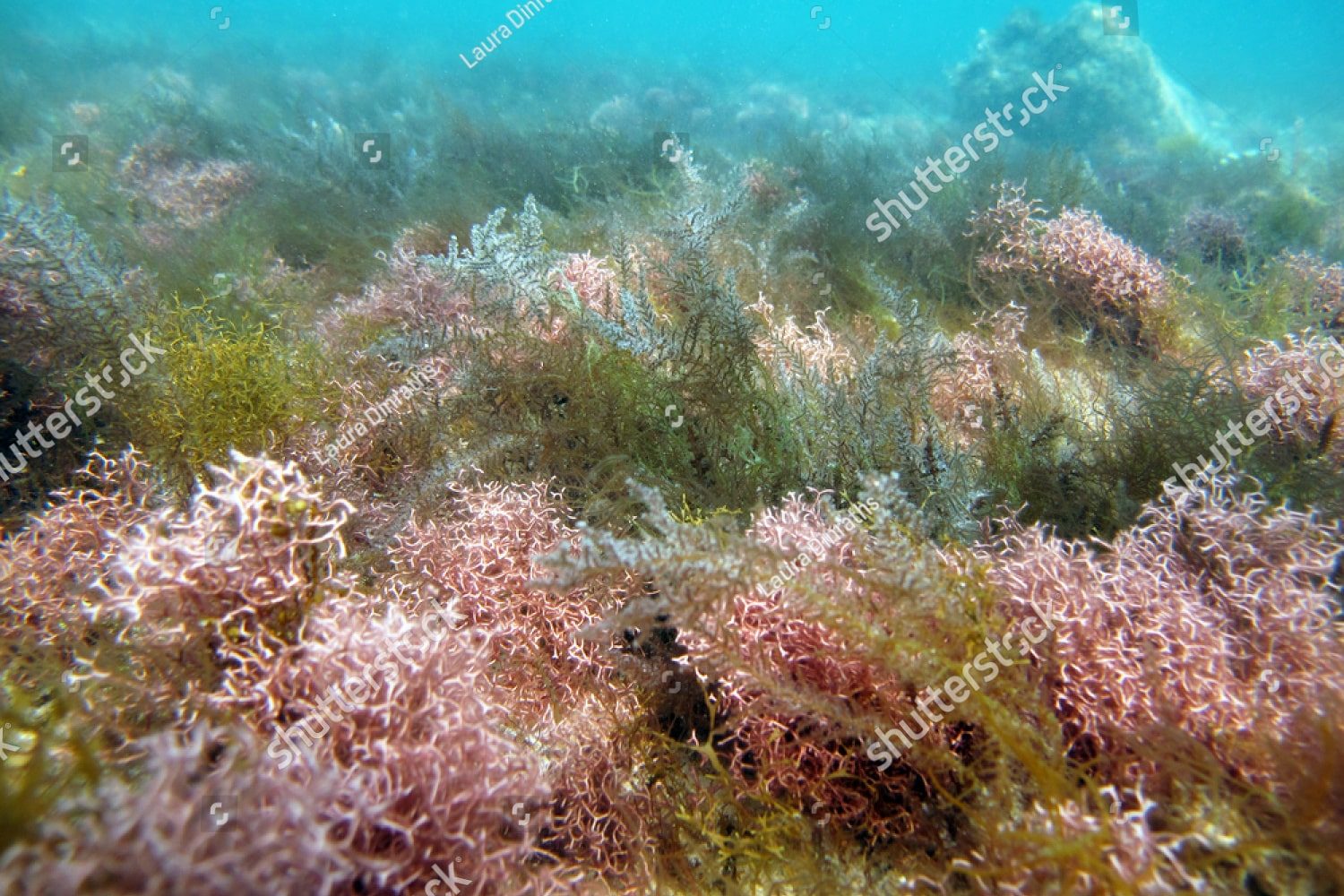 Морские водоросли