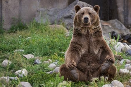 медведь сидит на траве