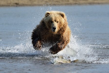медведь бежит по воде