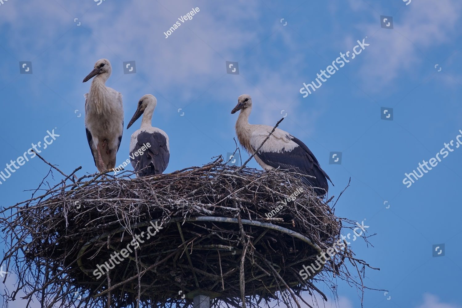 аисты в гнезде