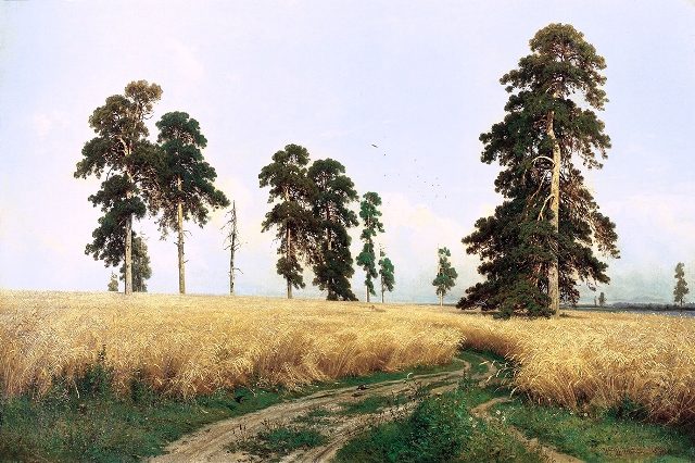 поле ржи