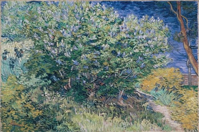 Куст сирени 1889