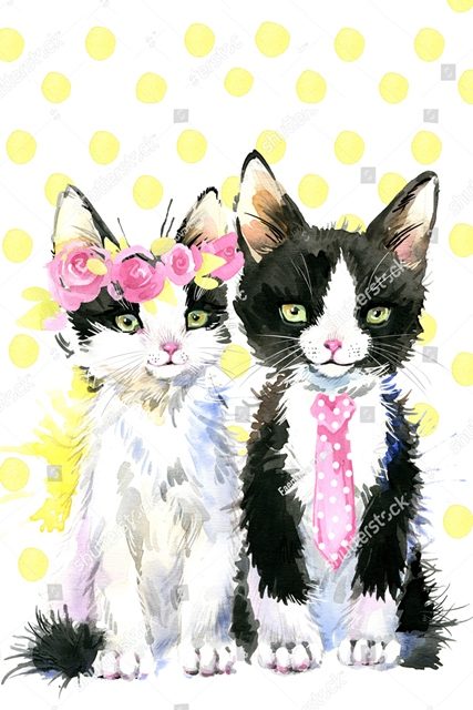 красочные котики 