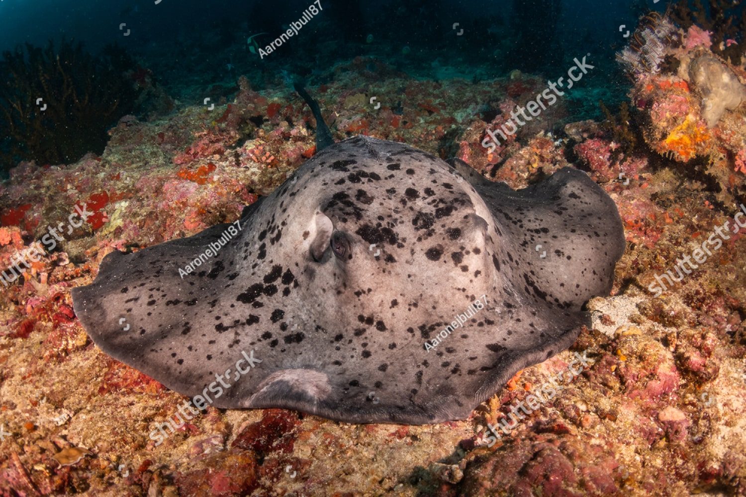 Морской скат