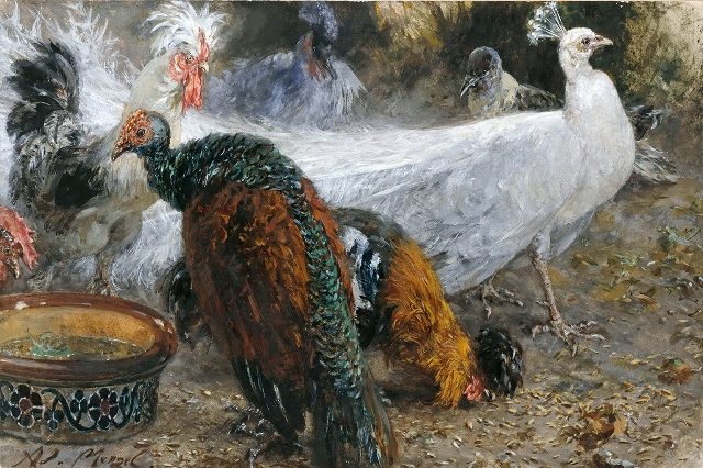  Белый павлин среди индюков и кур