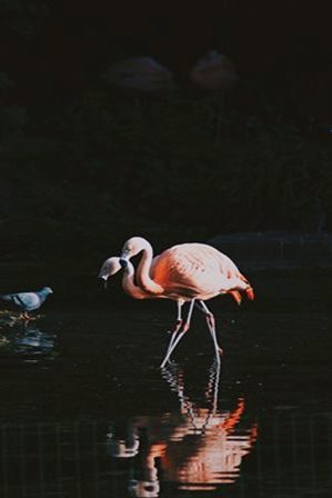 два фламинго 