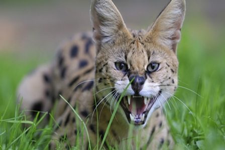 дикая кошечка