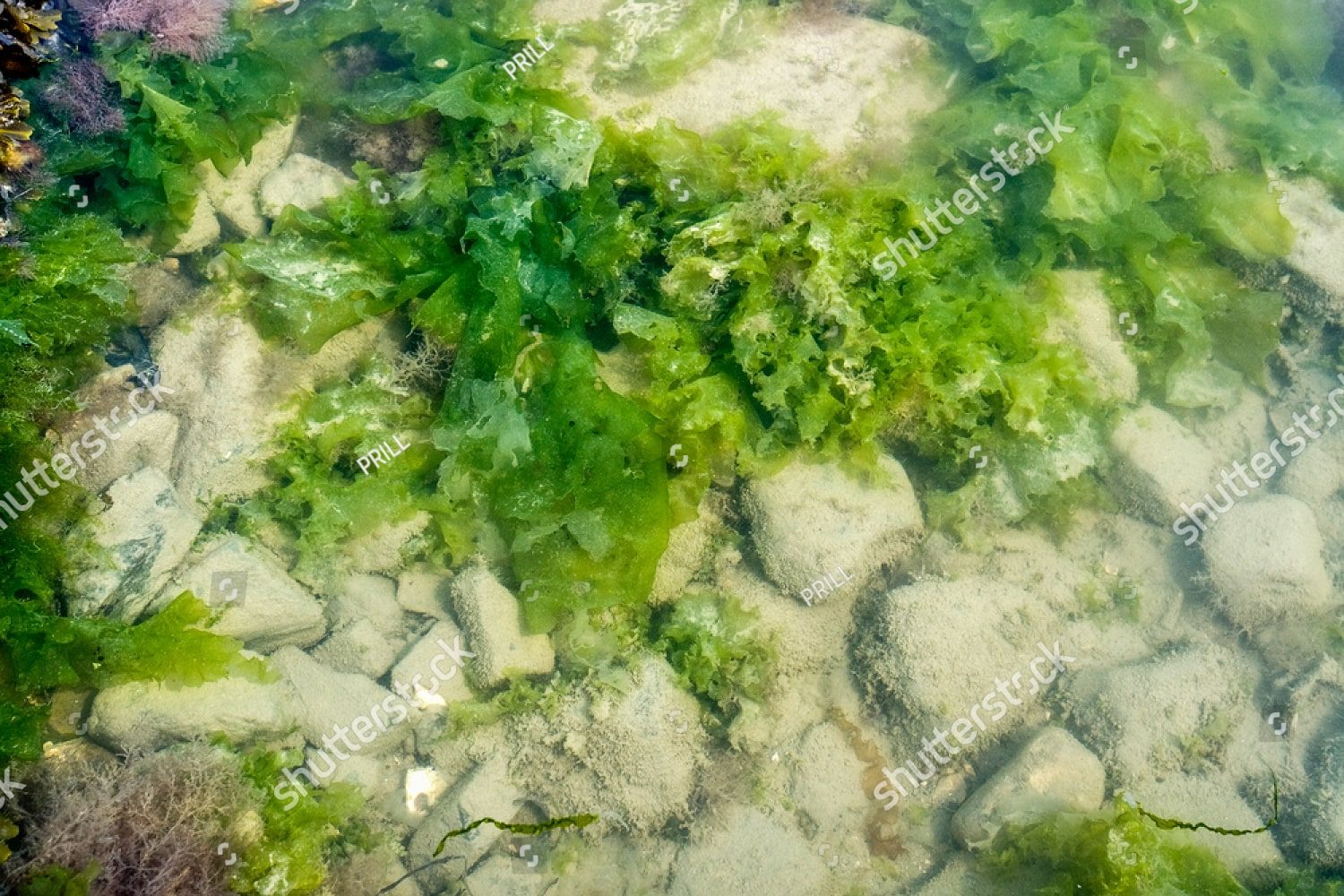 Морские водоросли