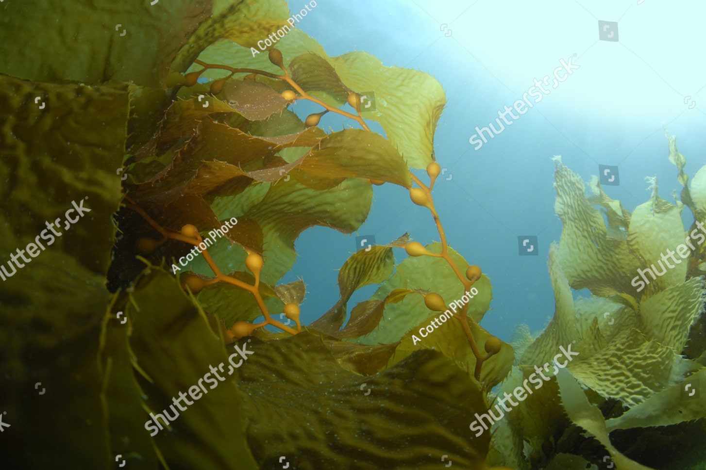 Морские водоросли