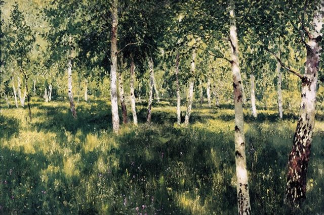 березки 