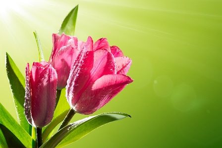 розовые тюльпаны
