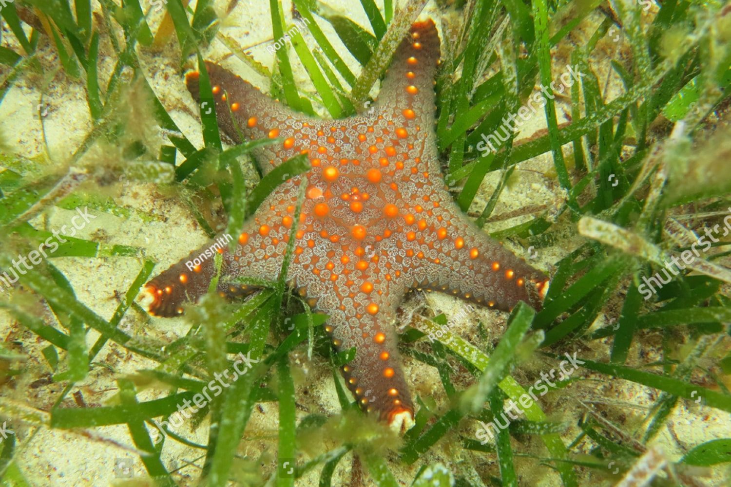 морская звезда в водорослях