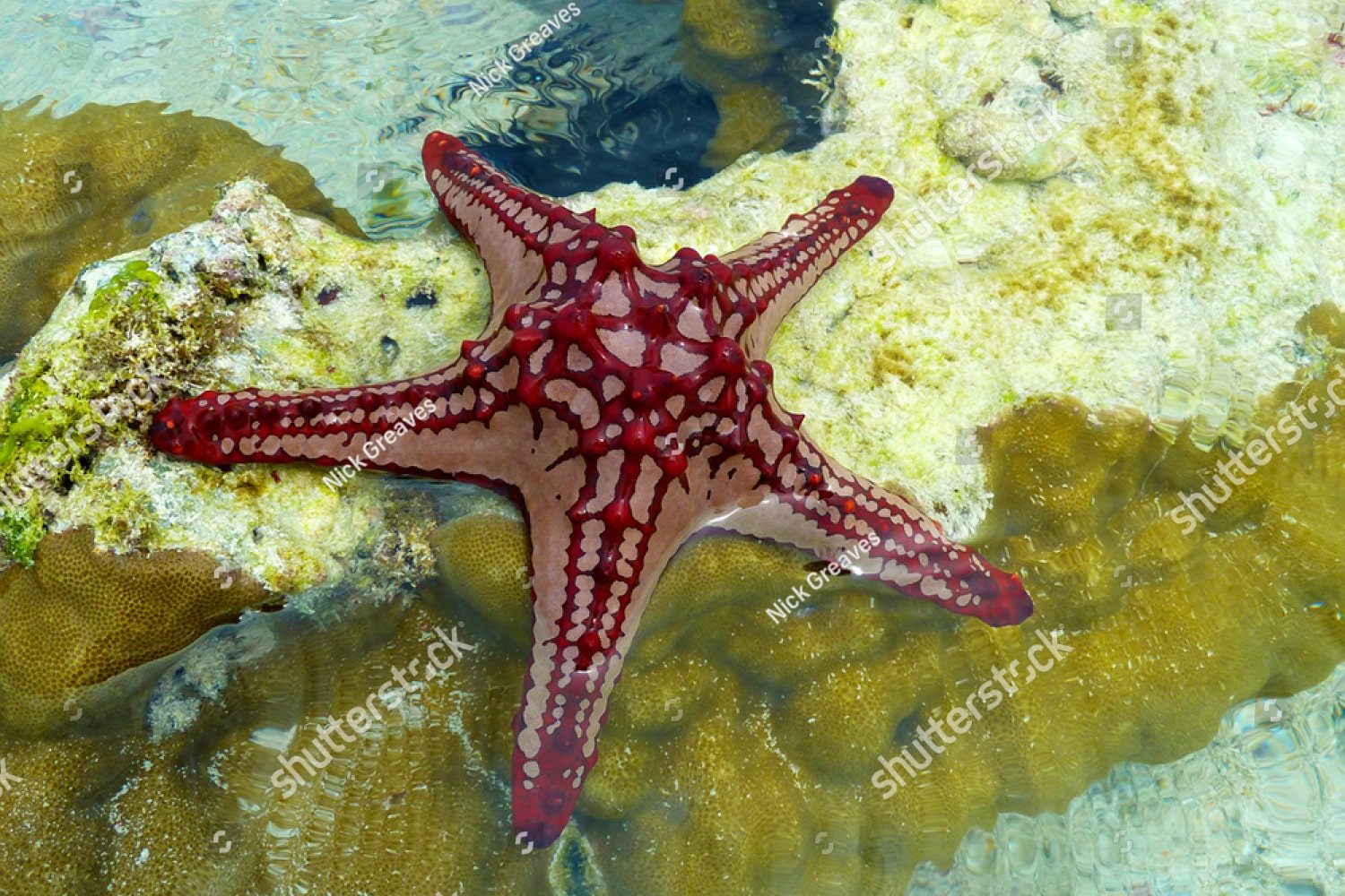 крупная морская звезда