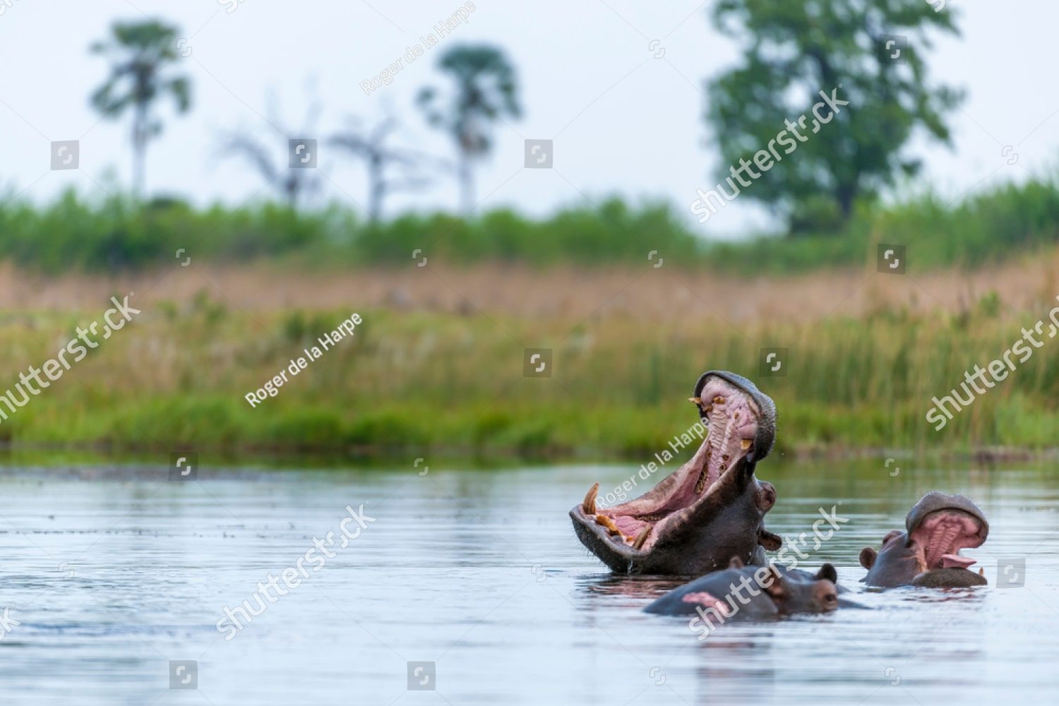 где-то в африке