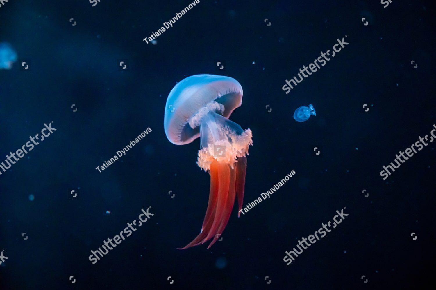 Медуза в темноте