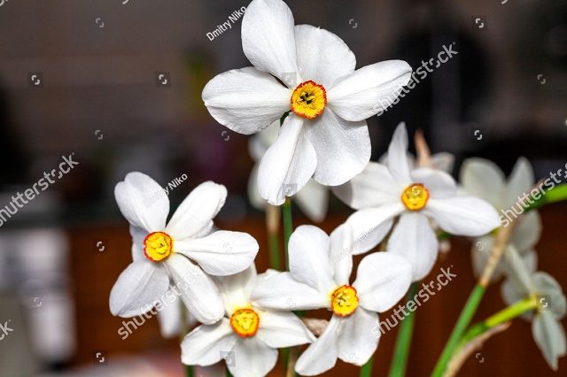 Нарциссы
