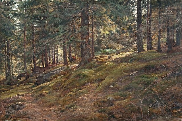 SUNLIGHT IN THE WOODS