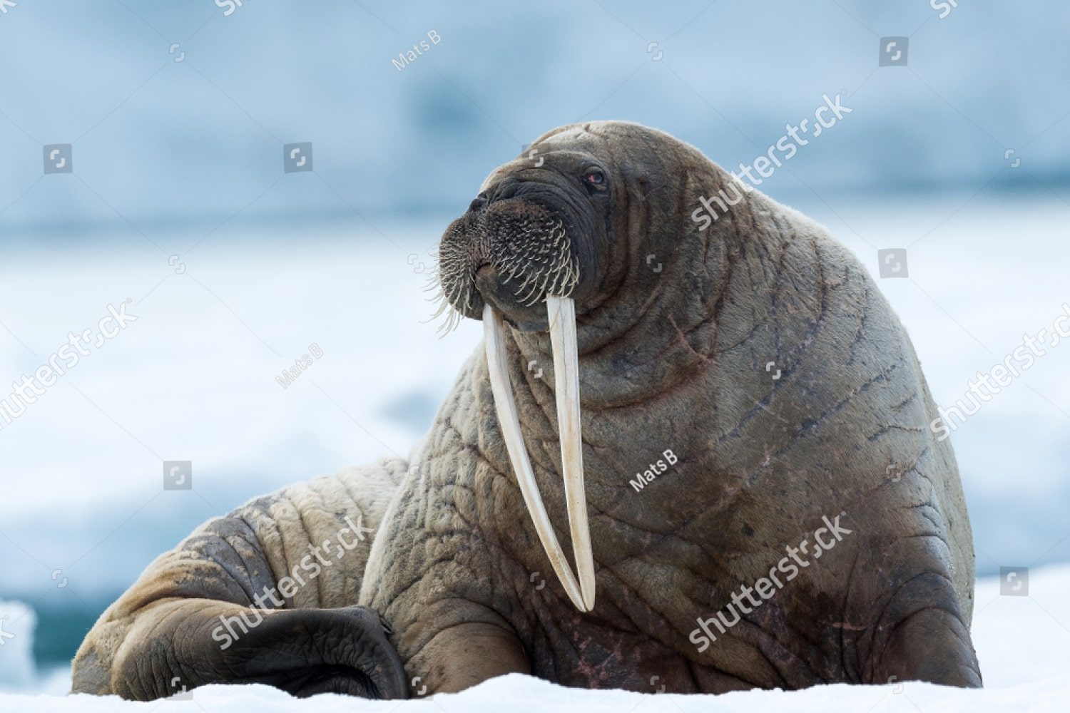 Одинокий морж