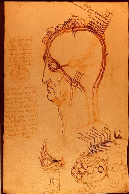 Череп в разрезе (ок.1489)