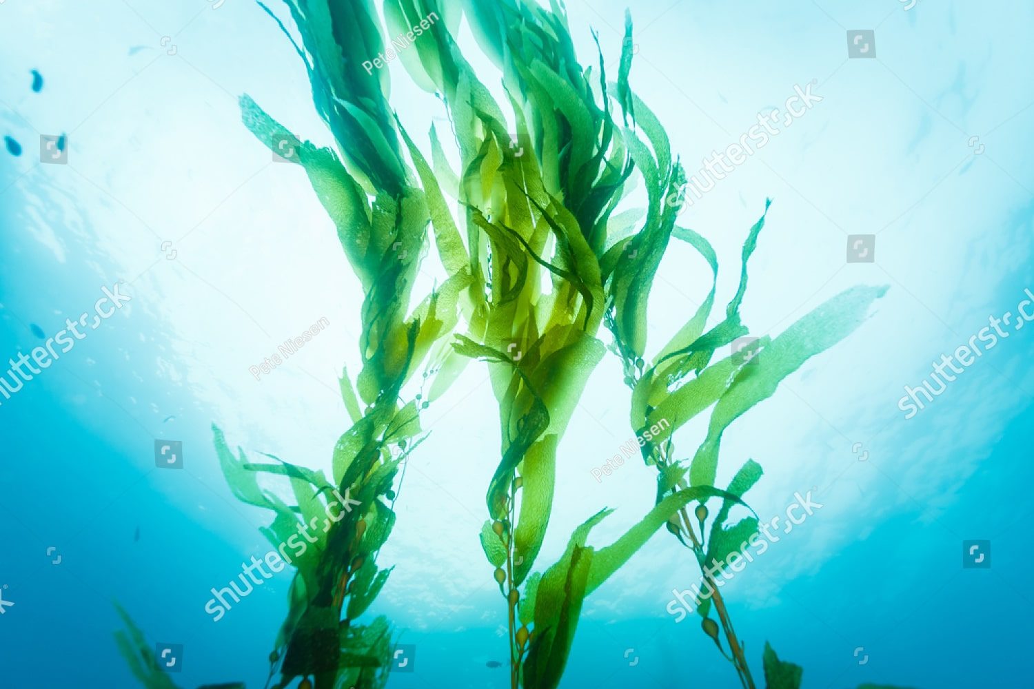 Морские водоросли