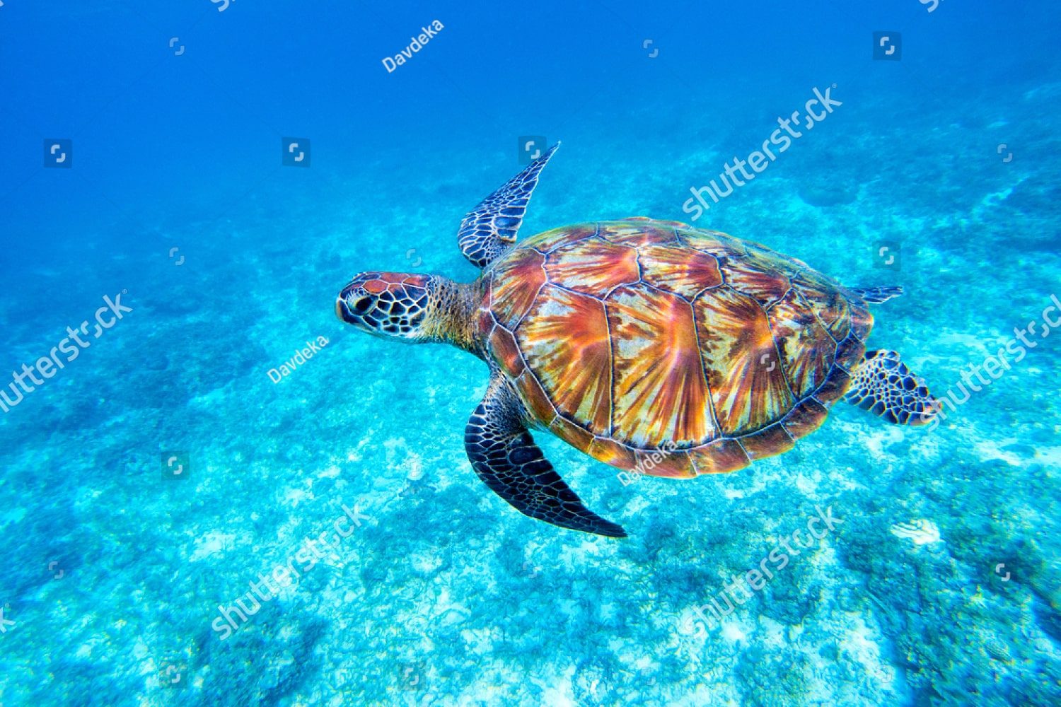Большая морская черепаха
