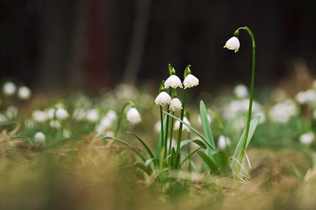 милые подснежники