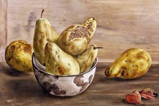 осенние груши