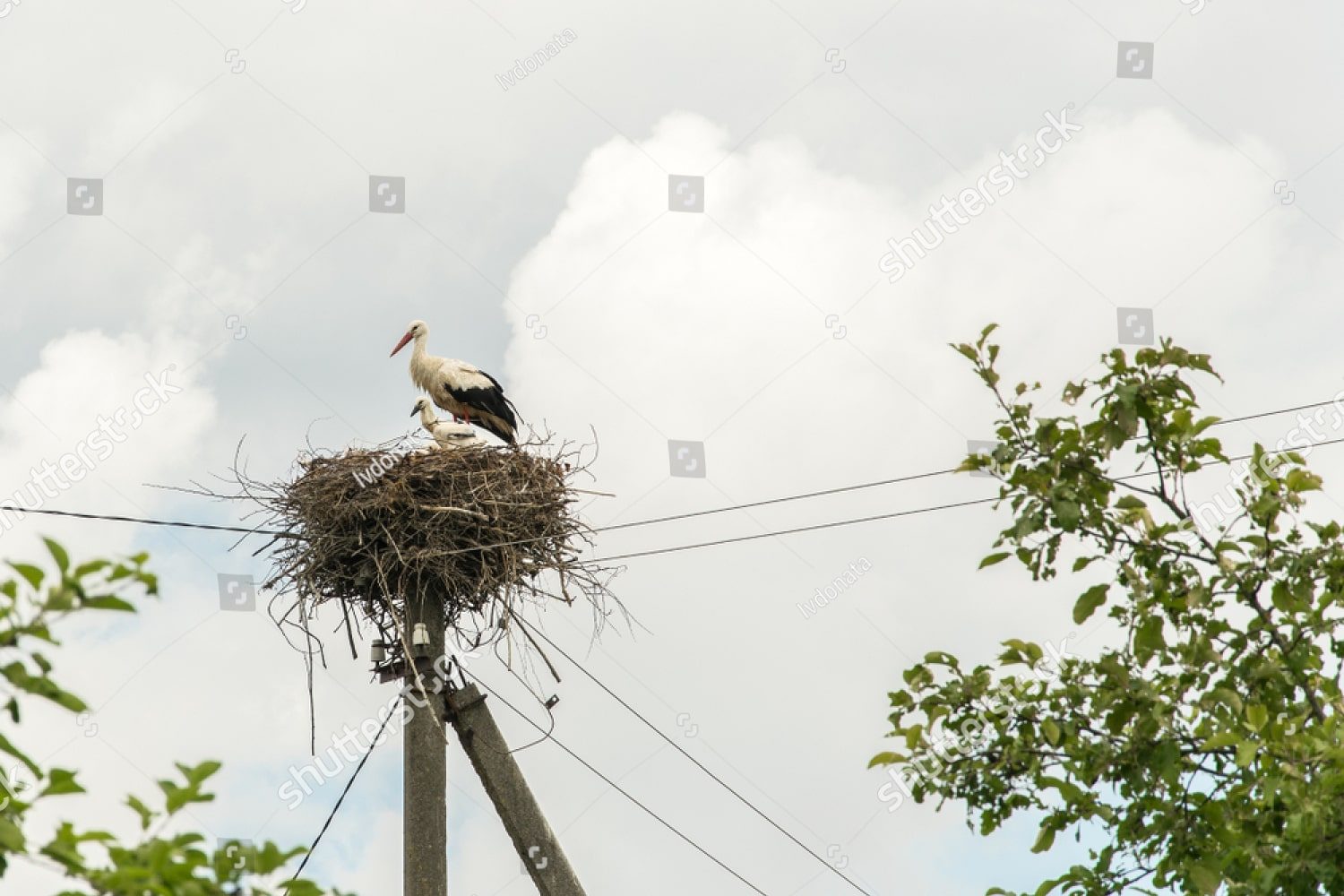 гнездо аистов