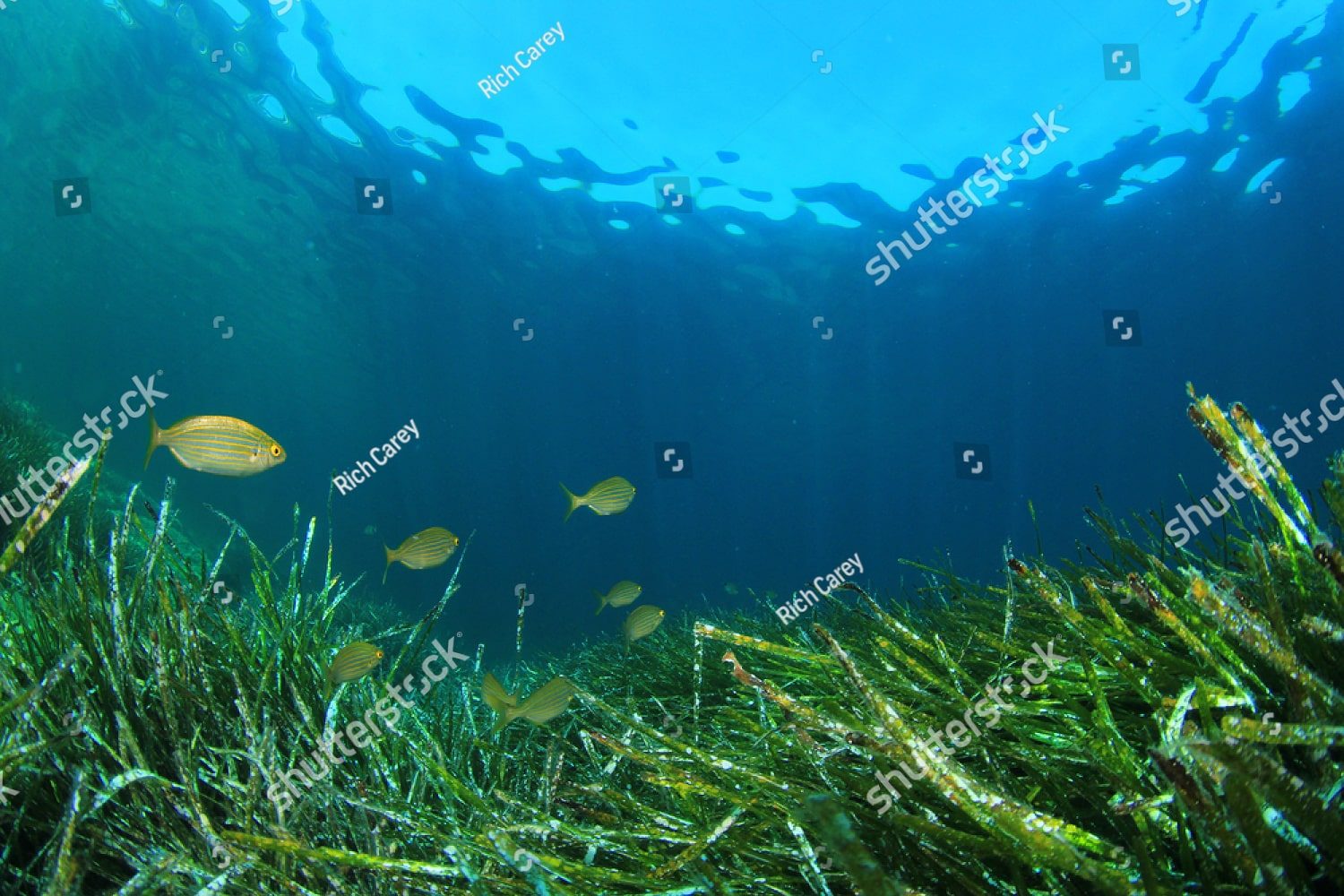 Водоросли на дне океана