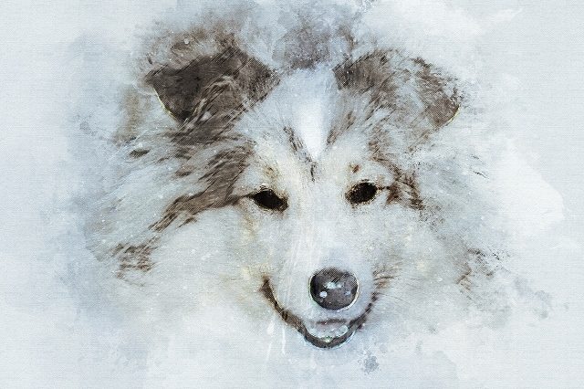 Шелти