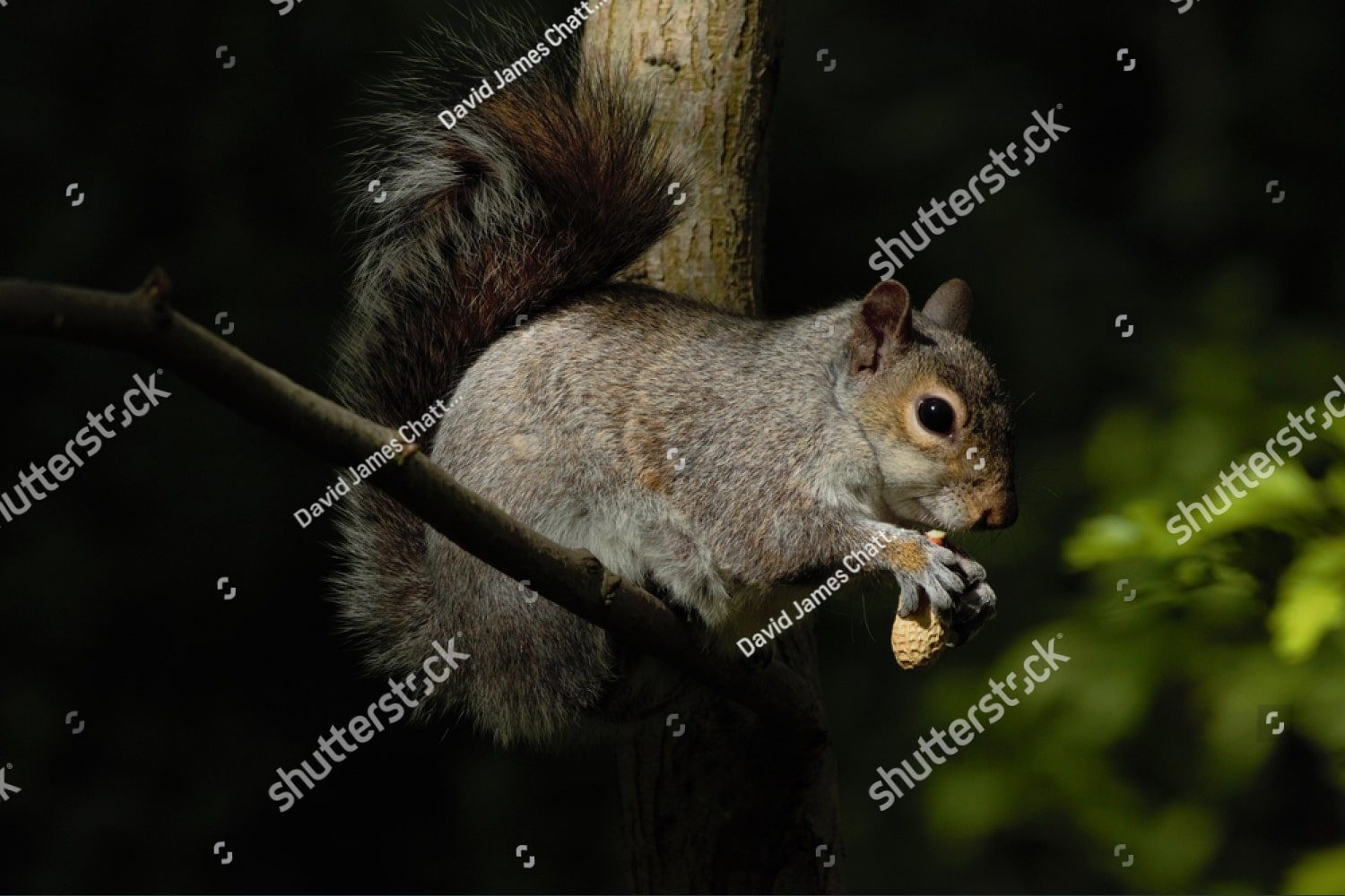 серая белка