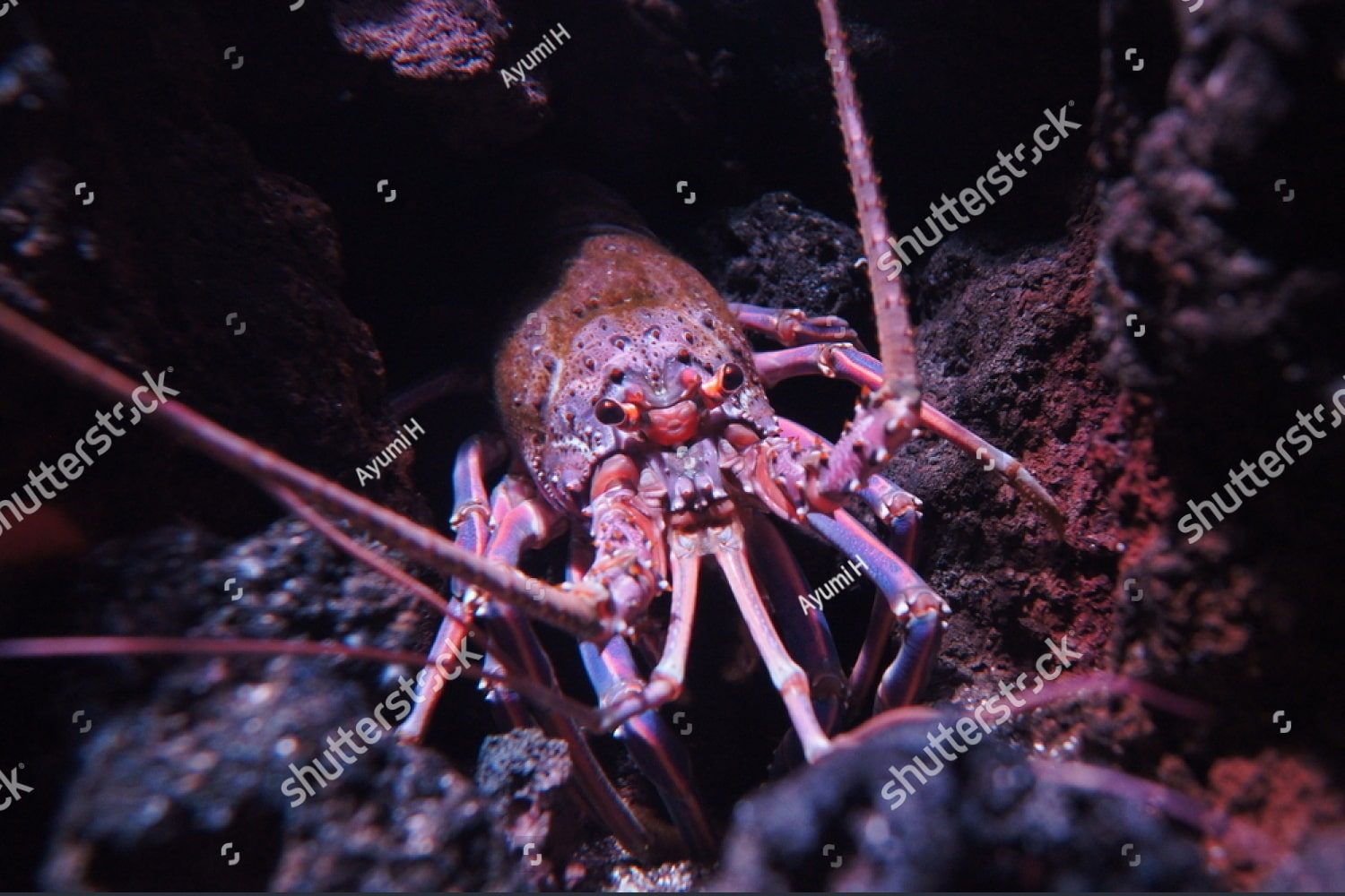 Красный омар