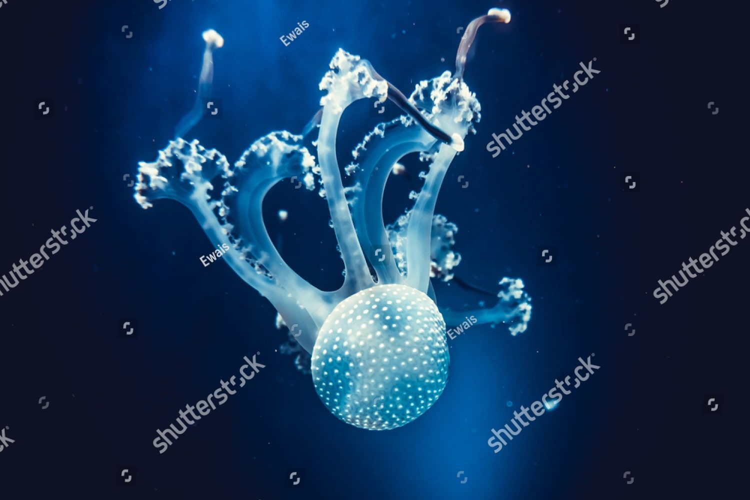 Медуза на дне моря