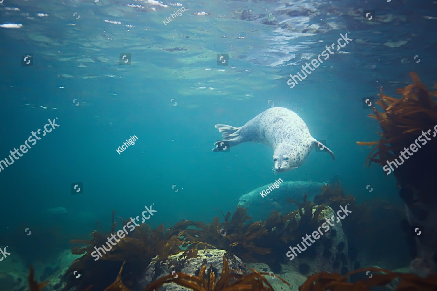 тюлень в море