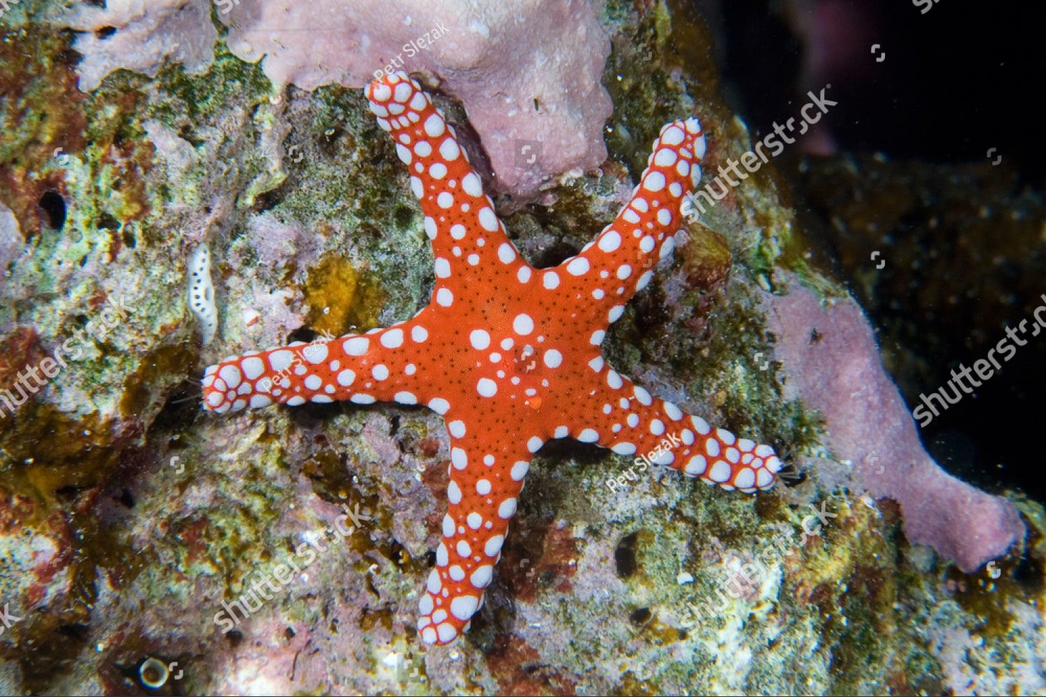 Пятнистая морская звезда