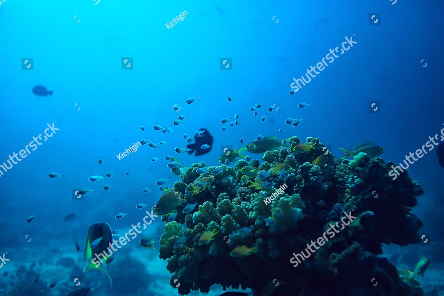 Морской мир