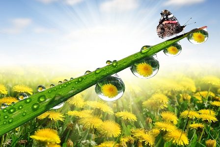 одуванчики