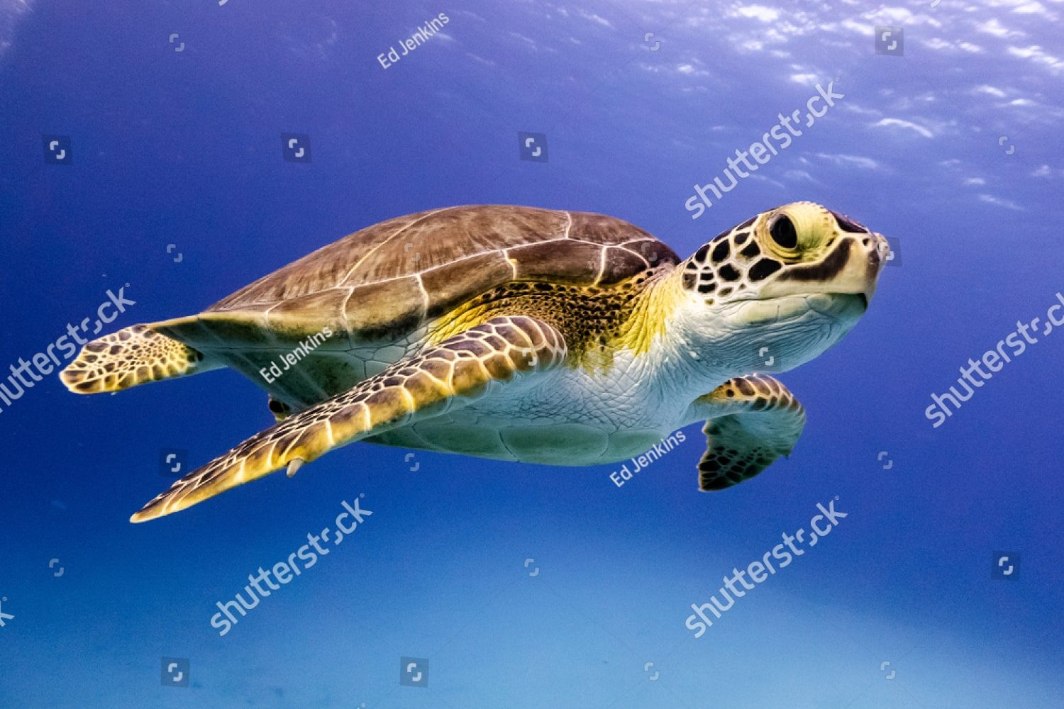Большая морская черепаха