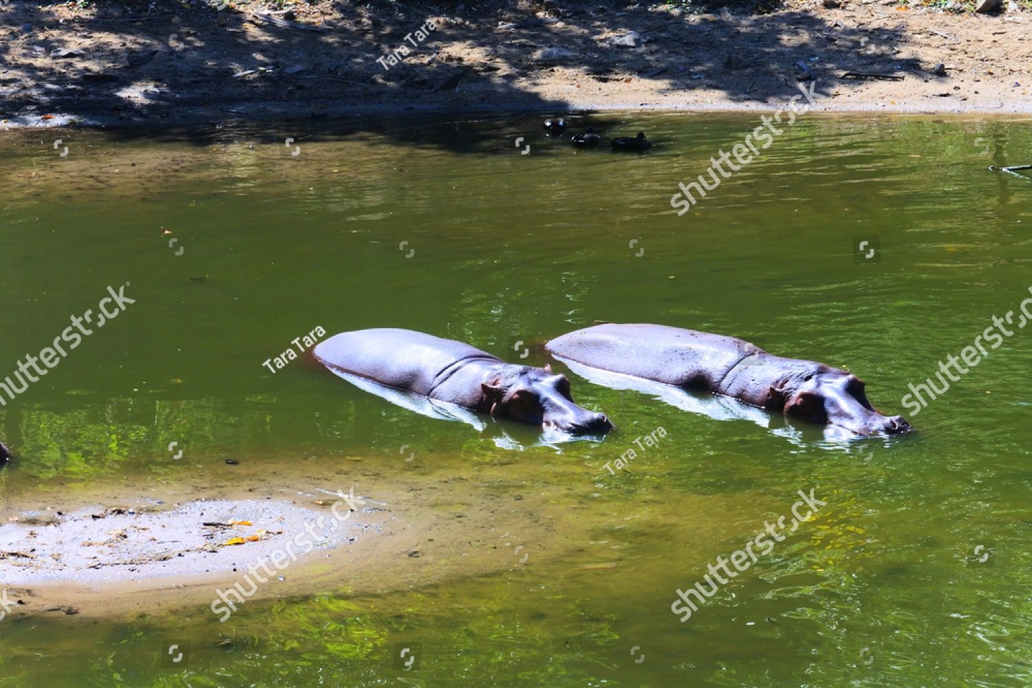 два бегемота в водоеме