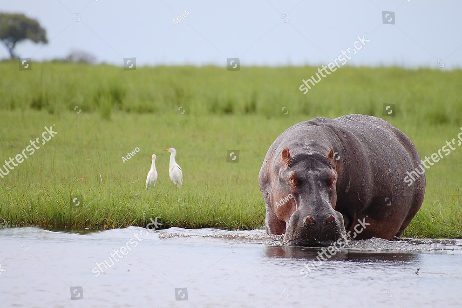 мирно пьющий водичку