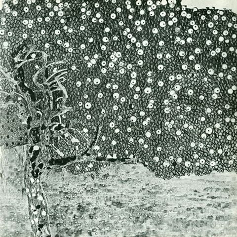  Golden Apple Tree