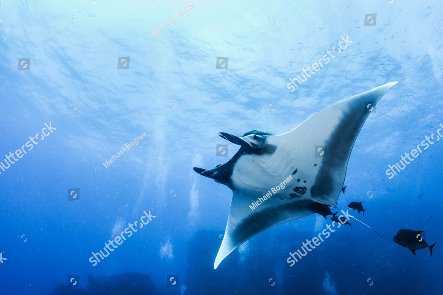 парящий морской скат