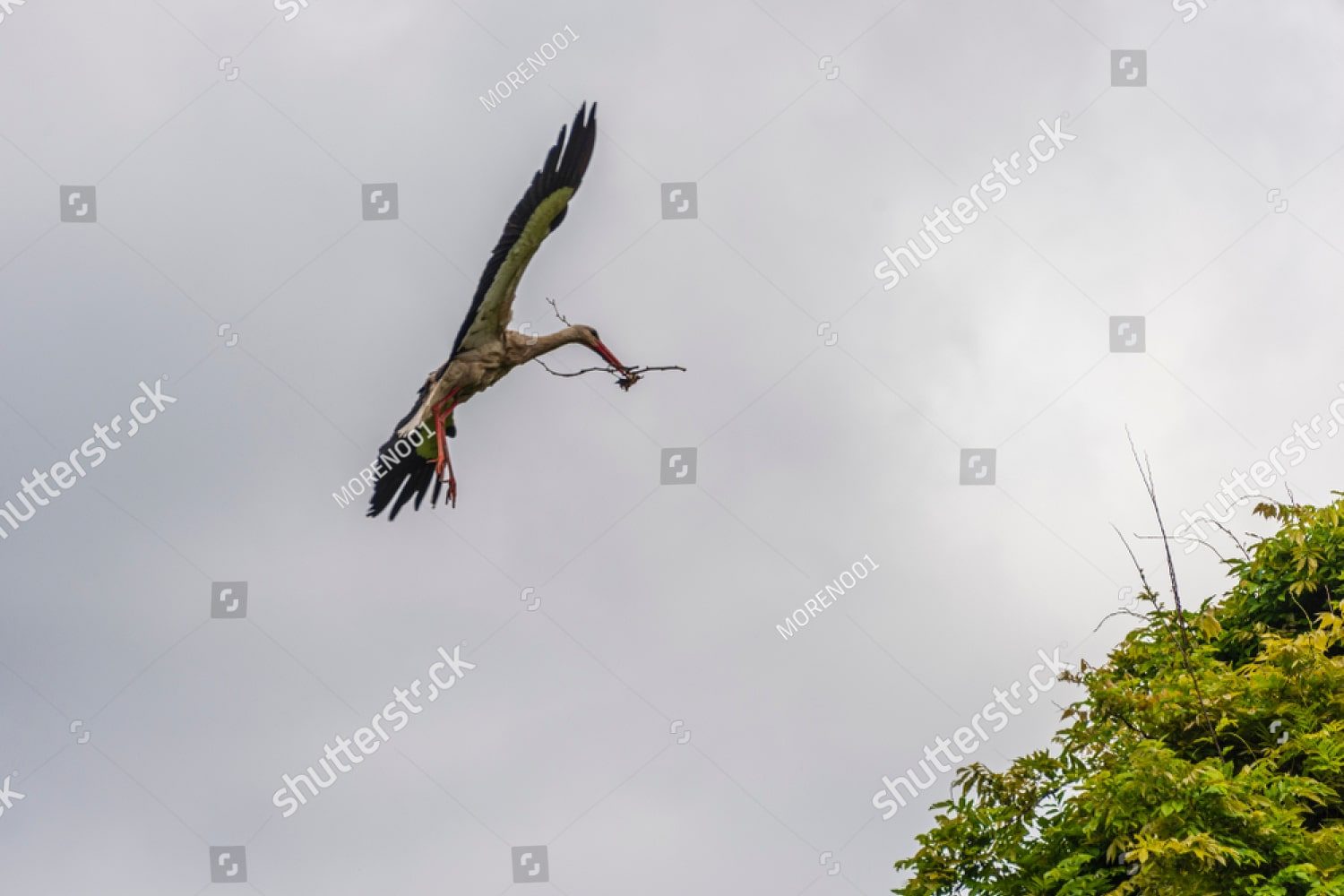 белый аист