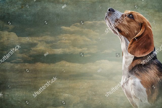 охотничий бигль