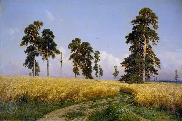  Рожь