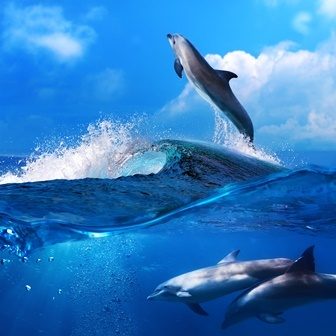 дельфин прыгает над водой