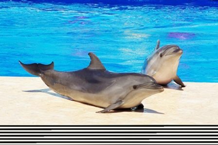 дельфины