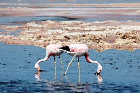 фламинго пьет воду